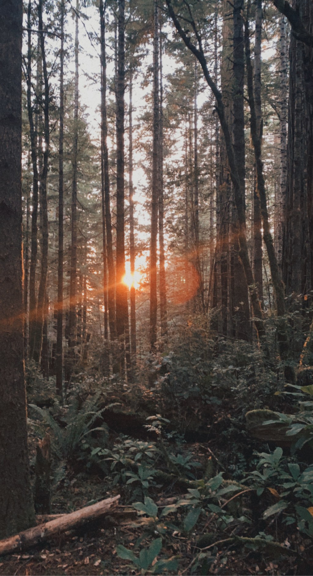Sunset Through the&nbsp;Redwoods