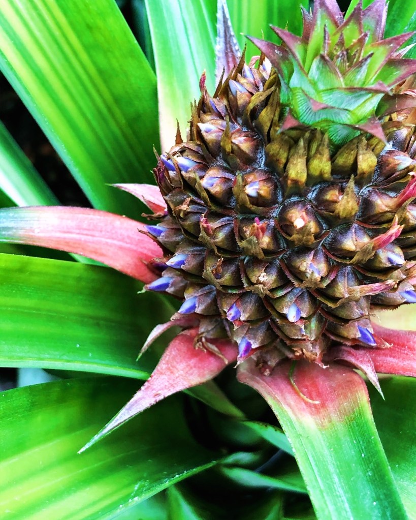 Picture of a red, yellow, and green flower. Picture taken in Chicago, IL.
