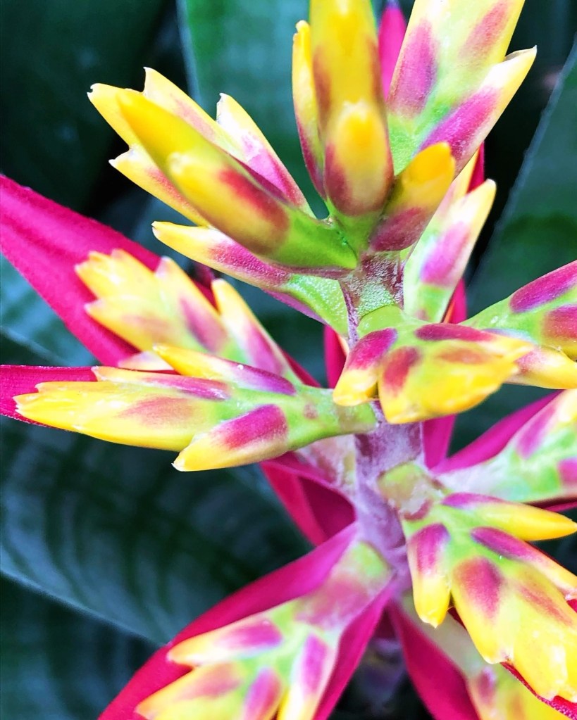 Picture of a green, yellow, and pink flower. Picture taken in Chicago, IL. 